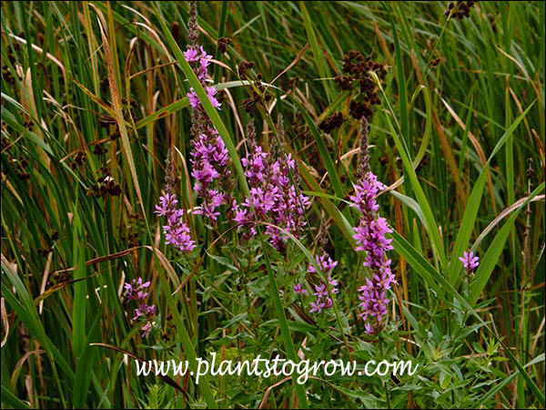 Competing with the tenacious Cattail.  (end of July)